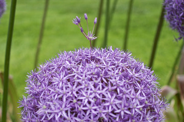 Flor isolada