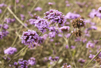 purple flower, close up to ball shape small purple flower