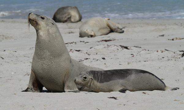 Gros Plan De Phoque Images Browse 16 Stock Photos Vectors And Video Adobe Stock