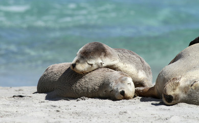 deux bébés phoques qui se font des câlins