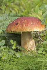 White mushroom (lat. Boletus edulis).