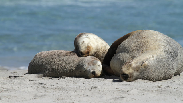 Gros Plan De Phoque Images Browse 16 Stock Photos Vectors And Video Adobe Stock