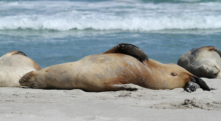 lion de mer sur le dos