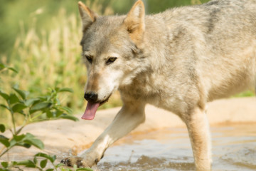 Fototapeta premium Wild Grey Wolf