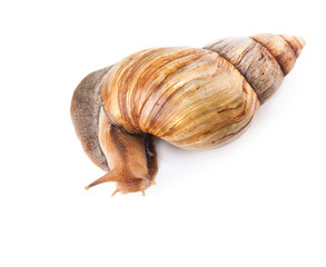 Snail isolated on white background