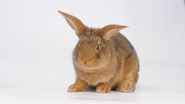rabbit eats carrots on a white background
