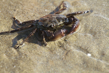 Granchio sulla spiaggia