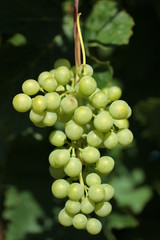 ramasser le raisin 2