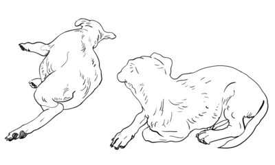 Two lying down dogs