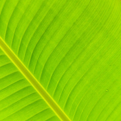 Banana leaf