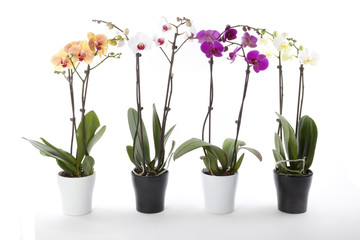 Phalaenopsis orchids in flower pot - obrazy, fototapety, plakaty