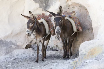 Zelfklevend Fotobehang Ezel Griekse ezels