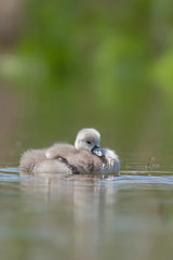 junger Höckerschwan