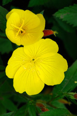 Sundrop (Oenothera)