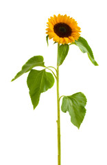 Fototapeta premium on esunflower