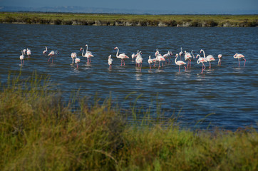 Flock of pink flamingos in Camargue, France