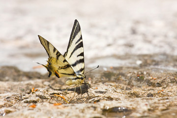 butterfly Swallowtail (Papilio machaon)