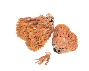 Mushrooms(Ramaria aurea) isolated on a white background