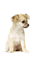 Chihuahua Puppy isolated on white