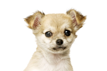 Obraz premium Chihuahua Puppy isolated on white