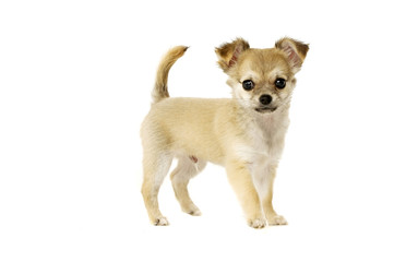 Obraz premium Chihuahua Puppy isolated on white