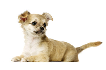 Chihuahua Puppy isolated on white