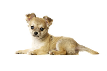 Obraz premium Chihuahua Puppy isolated on white