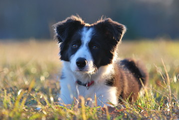 bordercollie