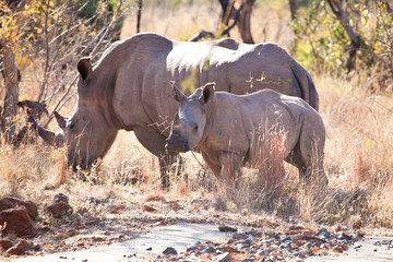 Rhino cow and calf