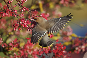 Obraz premium Waxwing, Bombycilla garrulus