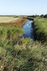 West Canvey Marsh RSPB Reserve, Canvey Island,
