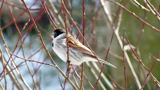 Reed Bunting