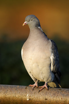 Wood pigeon, Columba palumbus