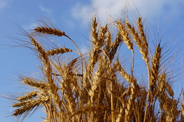 ears of wheat 2