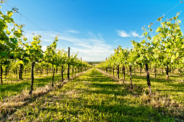 Fototapeta na wymiar vineyard during springtime in Reggio Emilia hills - Italy
