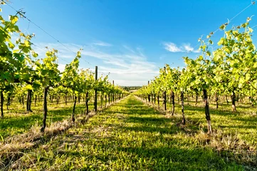 Foto op Canvas vineyard during springtime in Reggio Emilia hills - Italy © eddygaleotti