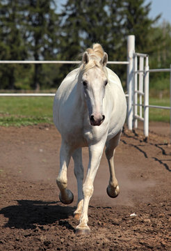 Lipizzan horse galloping on paddock