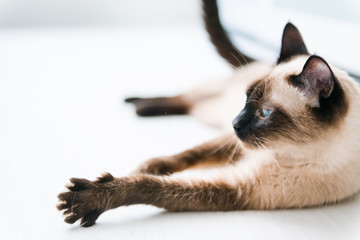 Cat with blue eyes stretching