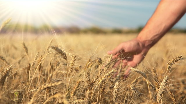 Ripe wheat, hand and the sun