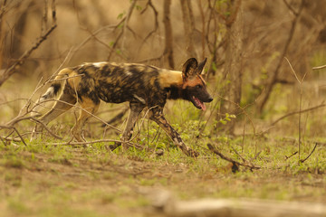 Afrikanischer Wildhund auf der Jagd