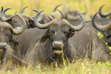 B&uuml;ffel in der Savanne