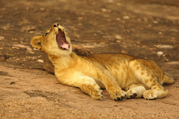 gähnendes Löwenbaby