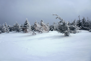 snow-covered spruce in Hory Mountains