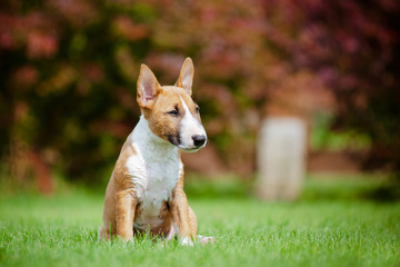 english miniature bull terrier puppy