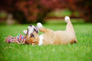 funny puppy rolling on grass