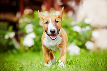 adorable miniature english bull terrier puppy - obrazy, fototapety, plakaty