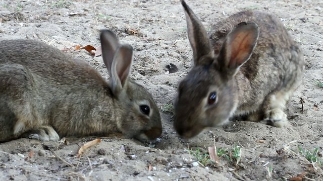 Two rabbits eat hungrily a loaf of bread