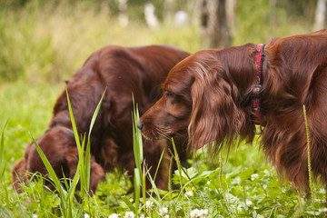 Irish (Red) Setter