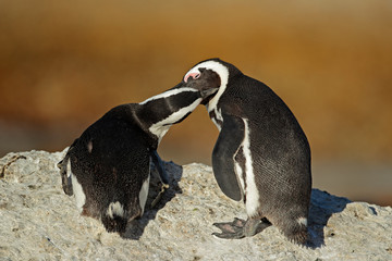 African penguins (Spheniscus demersus)