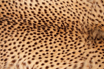 Cheetah skin